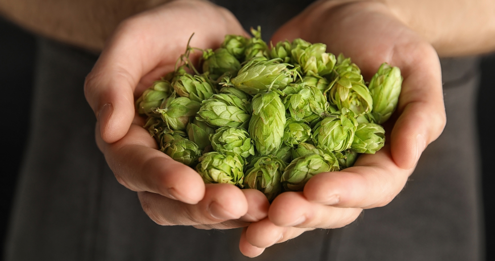 Hops guide to craft beer Easy Food